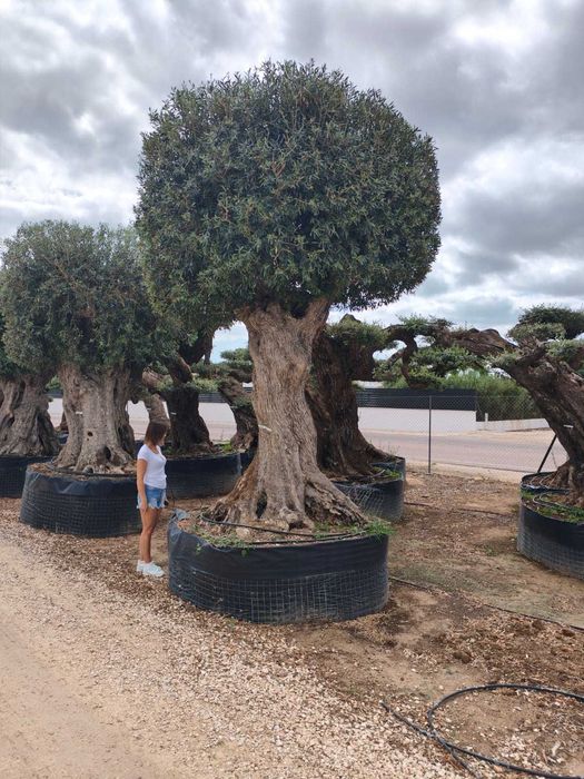 Drzewo oliwne, Olea Europaea ,oliwka