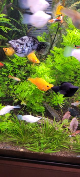 Witam sprzedam molinezje balonowe