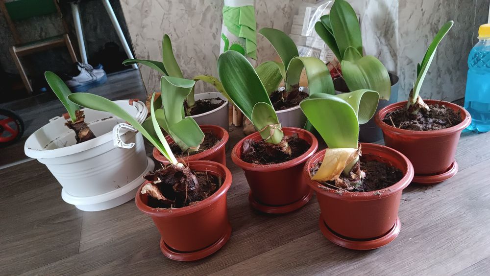 Гемантус белый пушистый