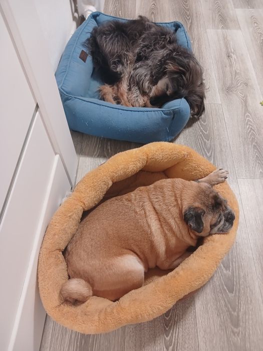 Перетримка собак до 12 кг.  Готель, догсіттер, передержка. Фото/відео