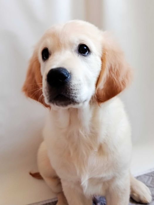 Цуценя золотистого ретривера, з документами КСУ