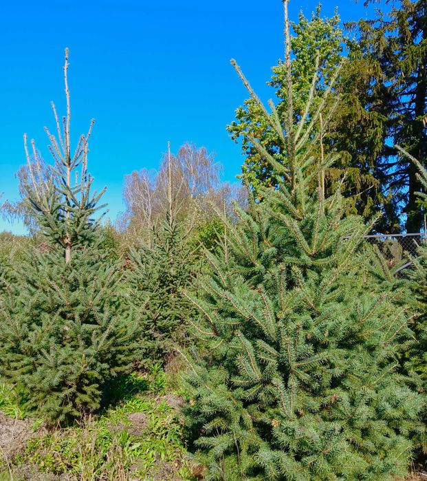 Choinki bożonarodzeniowe