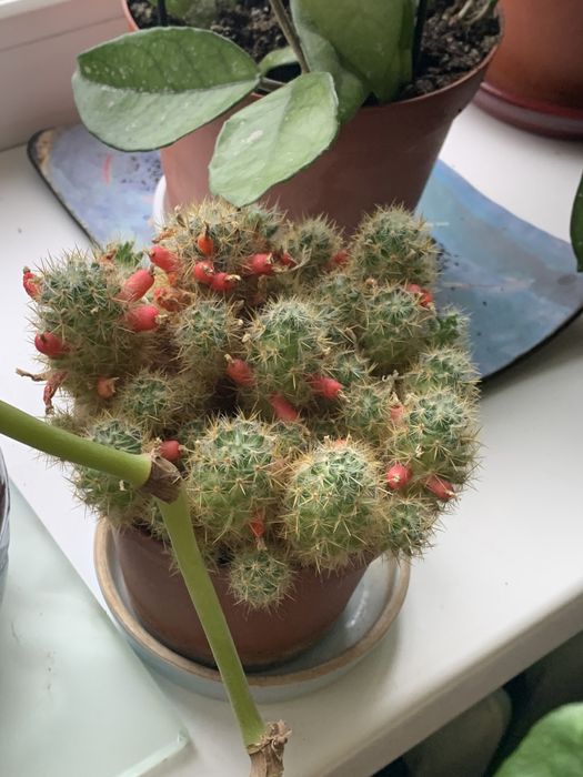 Кактусы многолетние