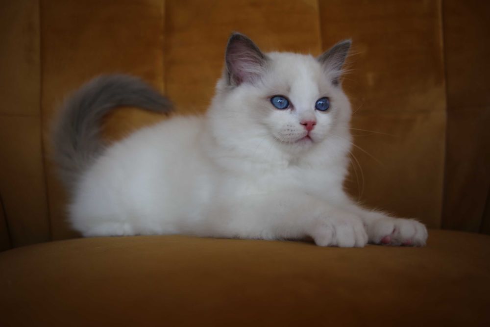 Ragdoll kocurek Wedel