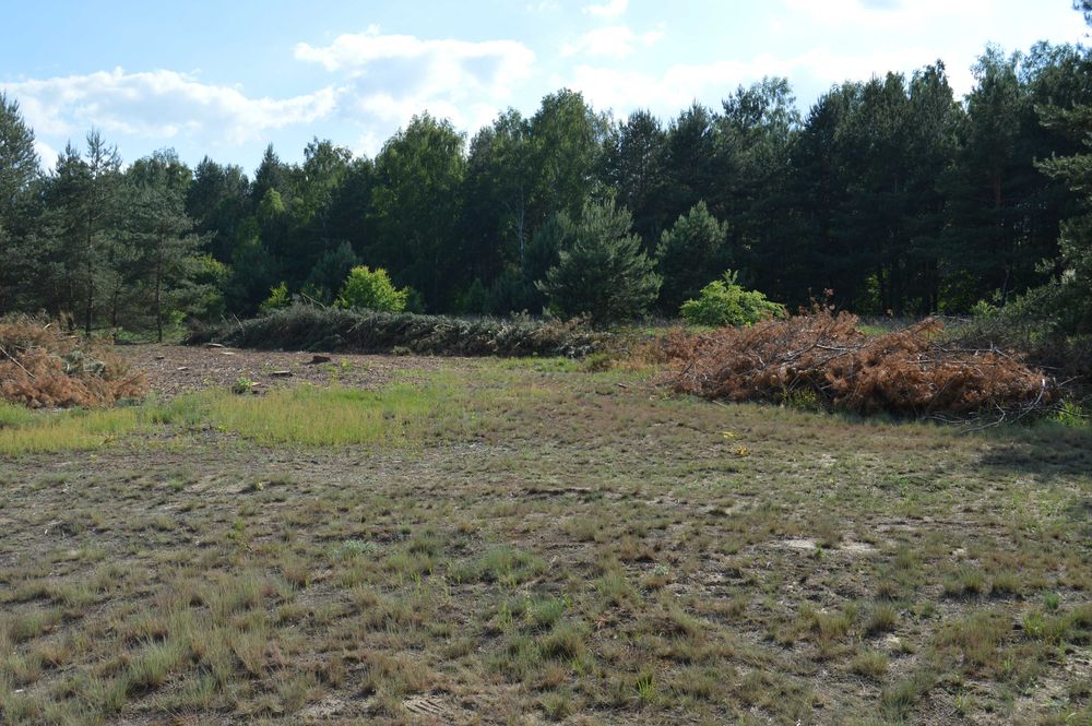 oddam gałęzie za darmo z pow 0,5ha