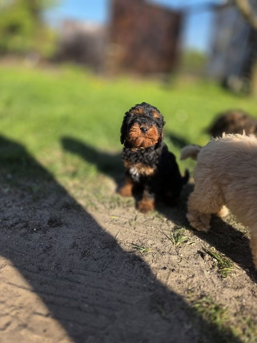 Cavapoo f1b piesek black&tan