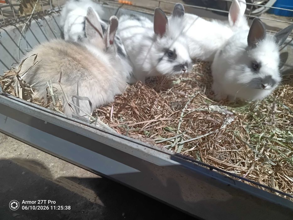 Coelhos anões juvenis