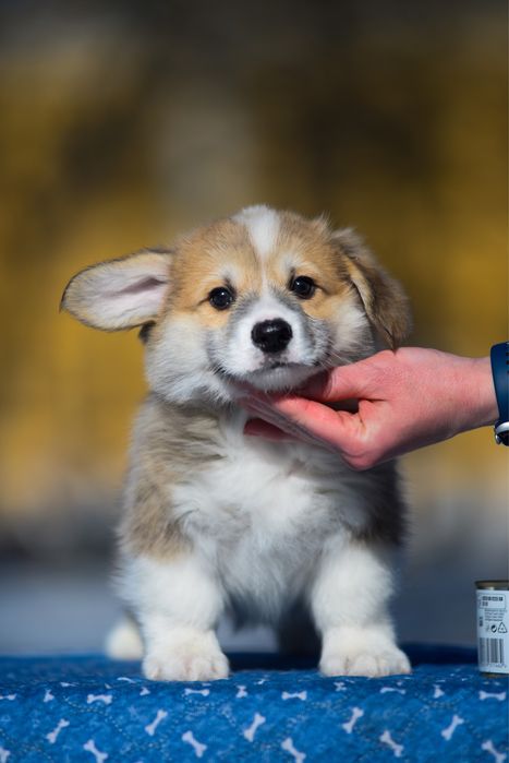 Натуральний бобтейл