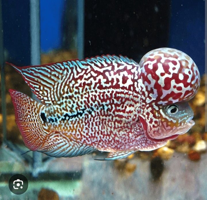 Flowerhorn Kamfa machos confirmados