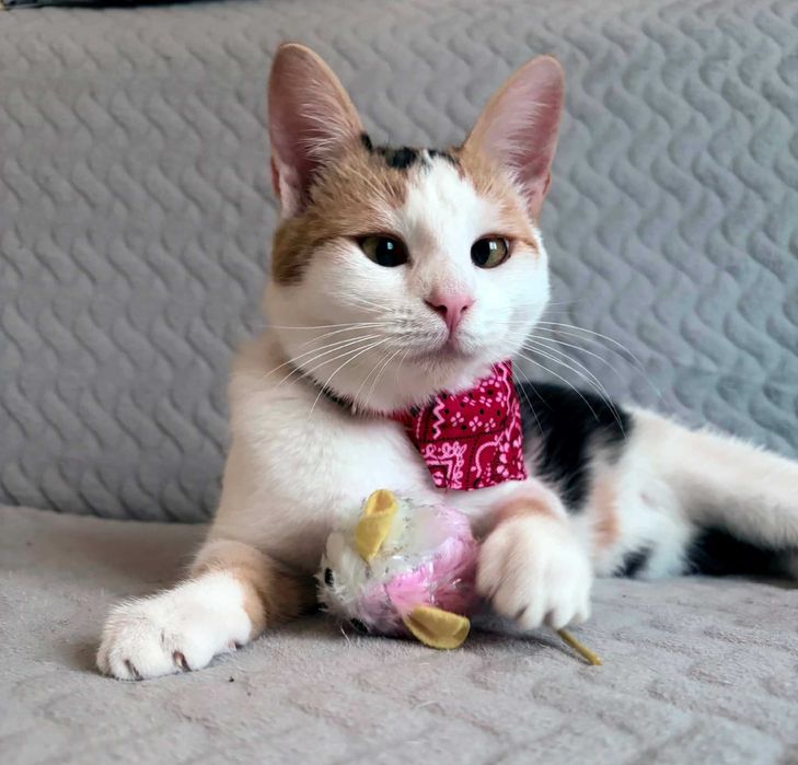 Cudna tricolorka Stella do adopcji