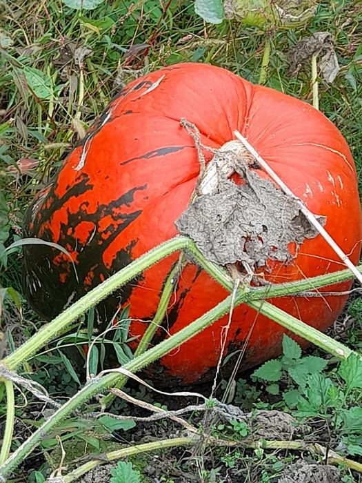 Dynia, ekologiczna, bio z własnego ogródka, różne odmiany jadalne.