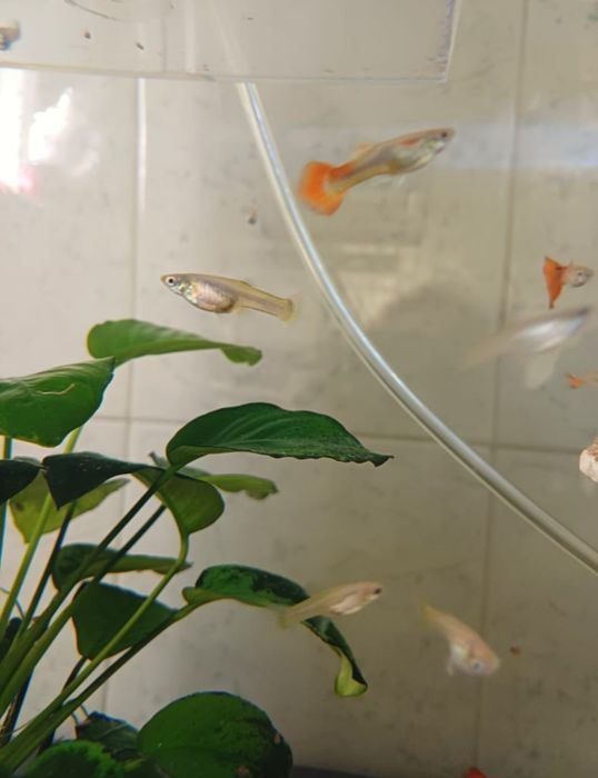 Peixes guppys machos e fêmeas