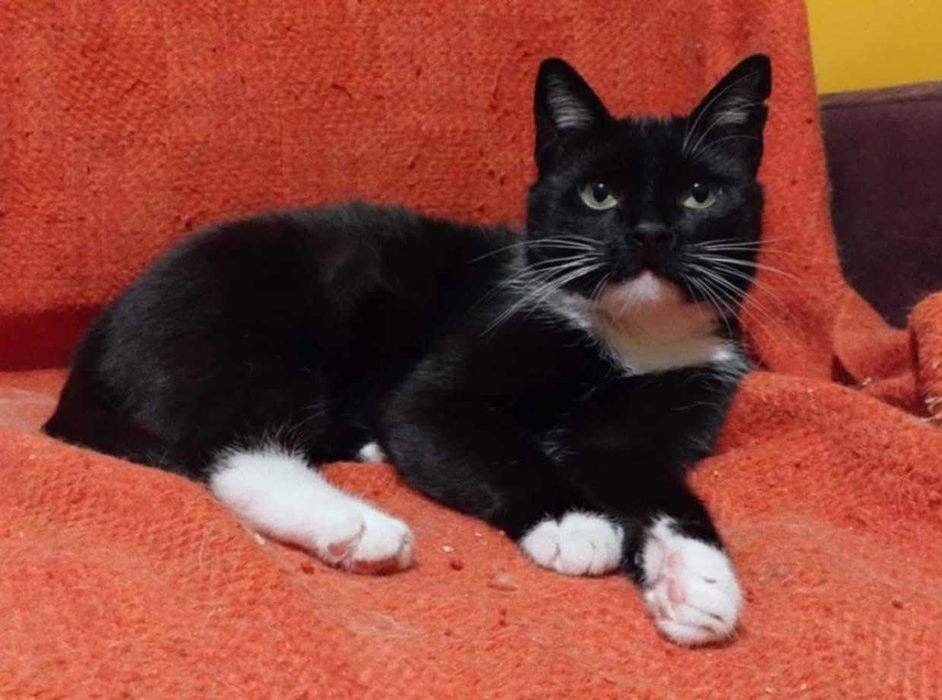 Kotka Alka szuka domku