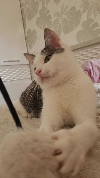 Кошенятко у добрі руки