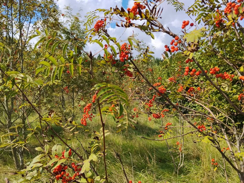 Jabłka kosztele, jarzębina, aronia