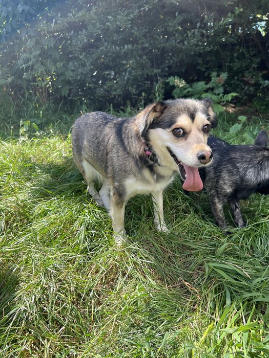 Suczka Leia szuka domku