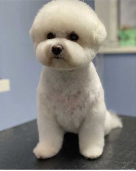 Грумер. Стрижка собак. Святопетрівське  Білогородка Боярка