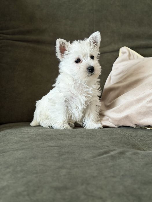 West terrier piesek