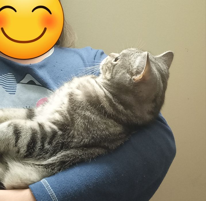 Gato British Shorthair