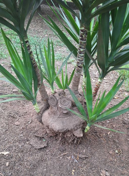 Fiteira para jardim