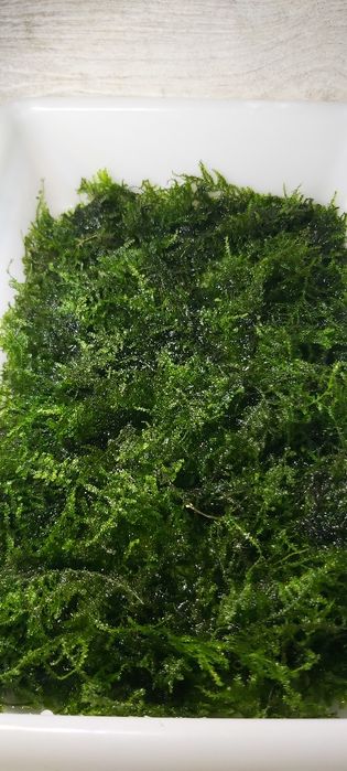 Musgo java bem tratado.