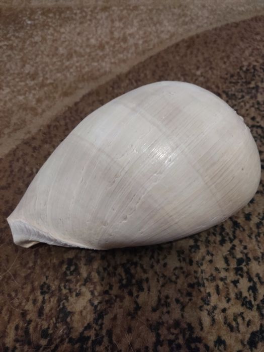 Океаническая ракушка большая