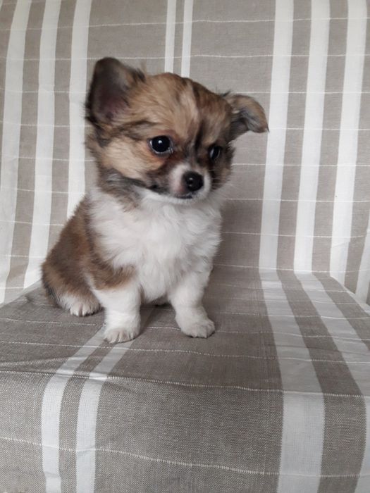 Chihuahua piesek długowłosy