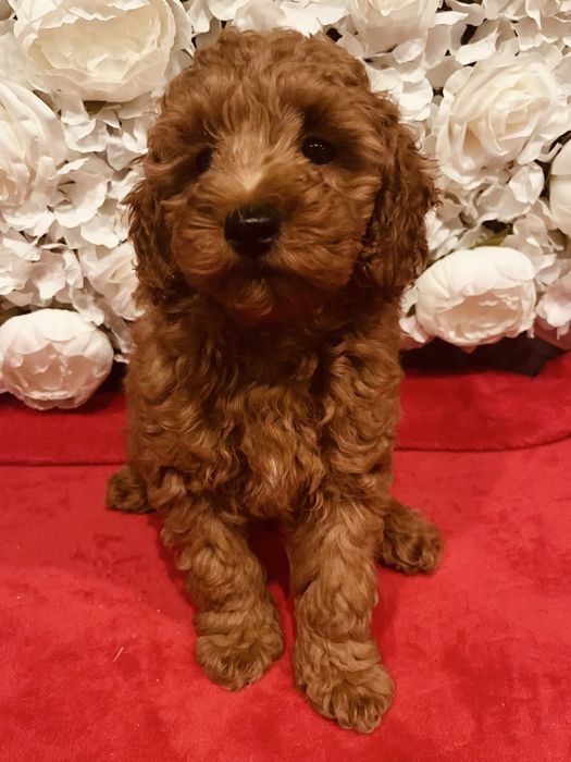 Хлопчик той пудель шукає родину