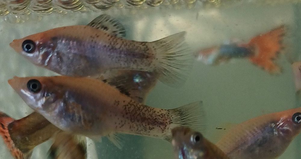 Продам деток моллинезии