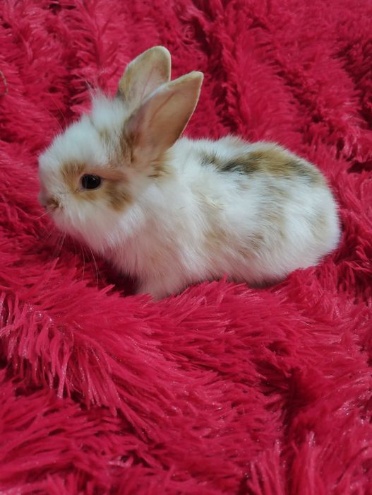 Sprzedam królika miniaturke samczyk