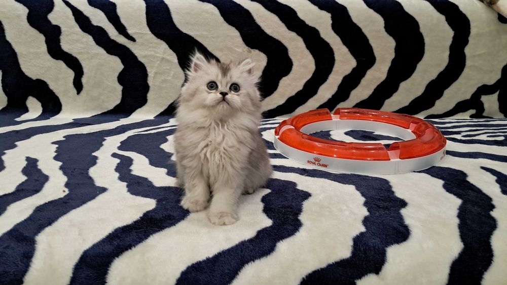 Котёнок в доме - это маленькое пушистое чудо!