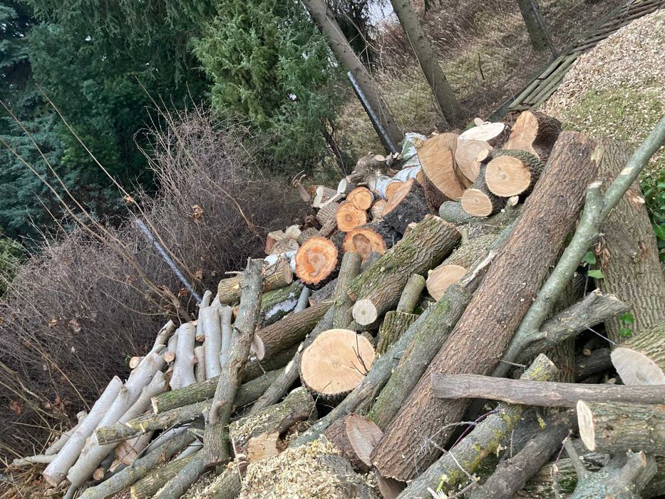 Wynajem rębaka, Wycinka drzew, usługi, mielenie, Podnośnik koszowy