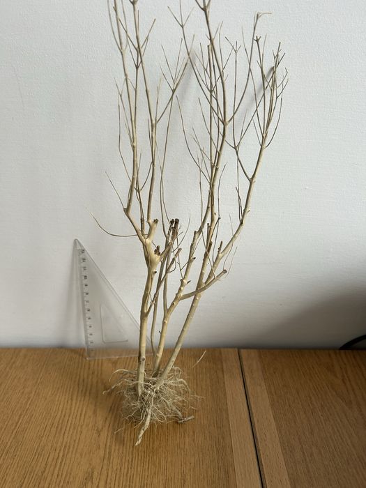 Korzeń do akwarium terrarium DIY ozdoba drzewko