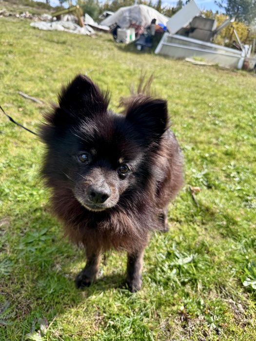 Amora - Spitz Alemão