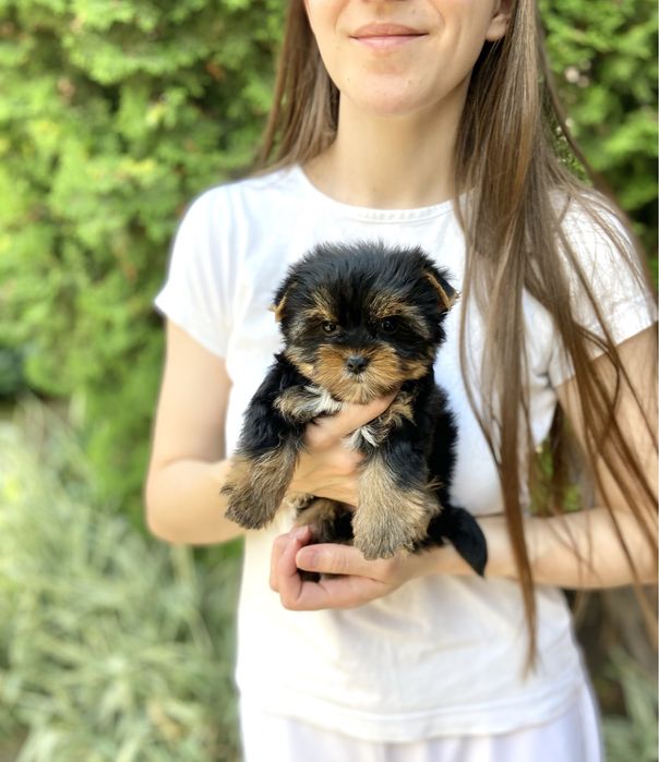 Малюки йоркширських терʼєрів