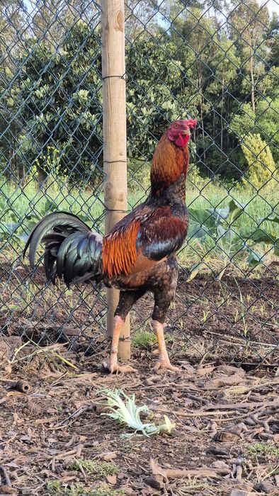 Indíos gigante para venda