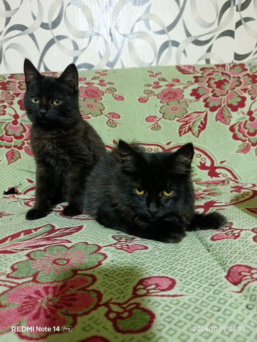 Хлопчики шукають дім! Кіт, коти