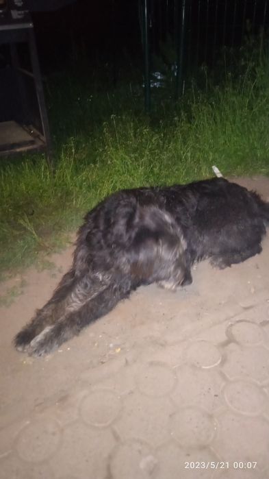 Zaginęła suczka .Czarna, wyżeł , długowłosa