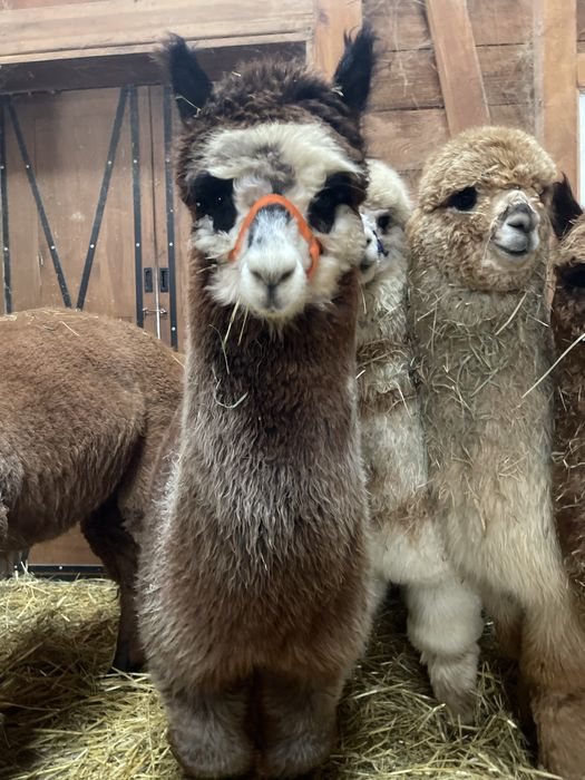 Alpaki samiczki i samce Appaloosa i Grey