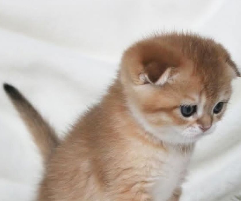 Хлопчик золота шиншила скоттіш фолд