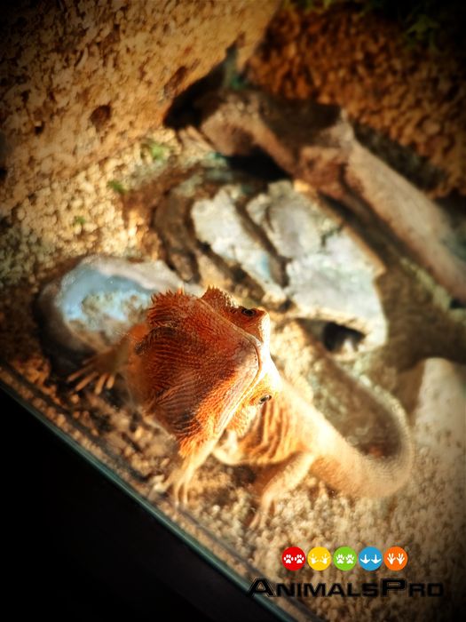 Hotel i opieka dla zwierząt, wyprowadzenie psów