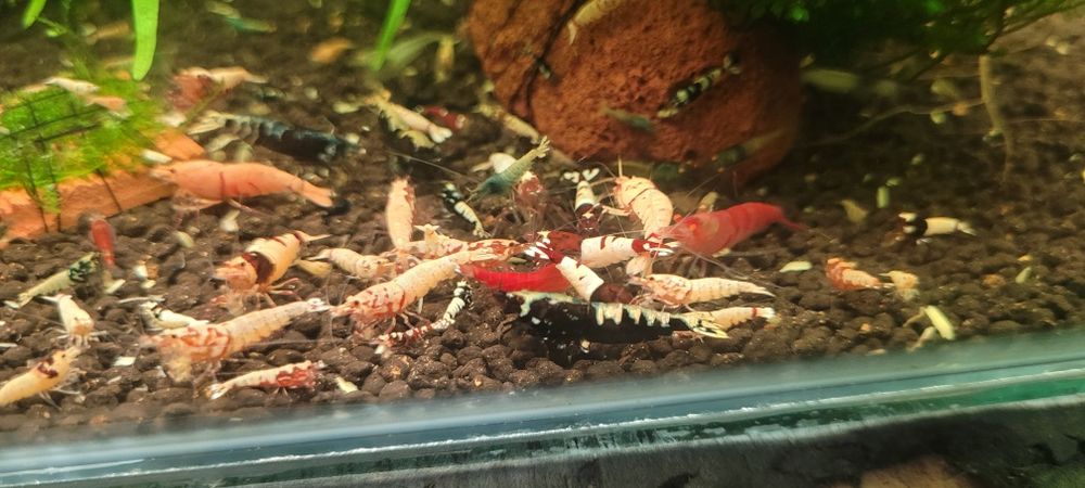 Krewetki caridina mixx