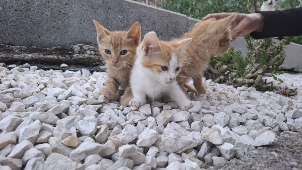 3 gatinhas para adoção