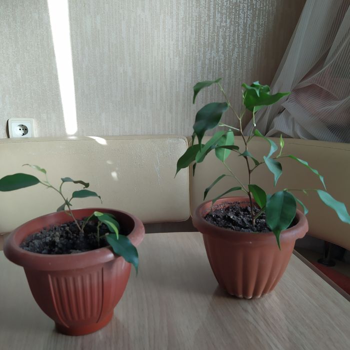 Домашние цветы .