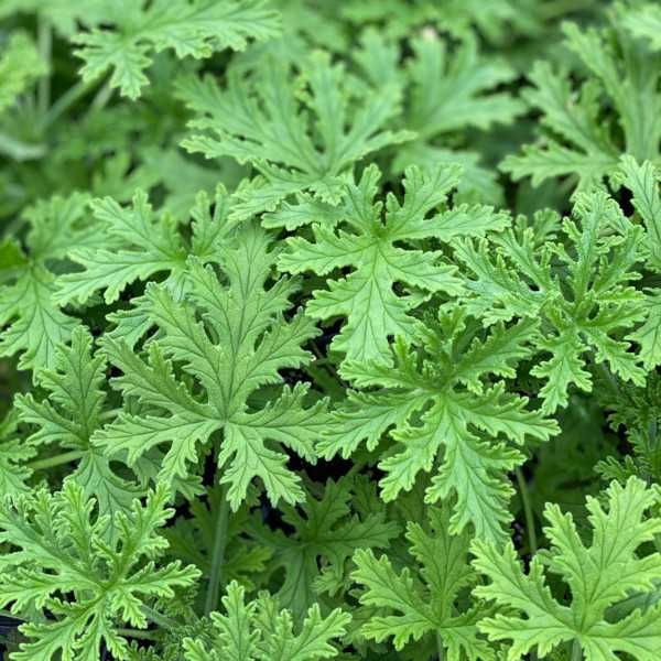 GERANIUM ANGINKA Lecznicza - sadzonki w doniczkach