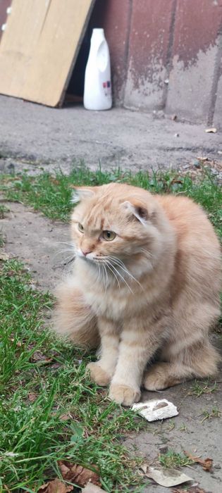 Кошенята у добрі руки