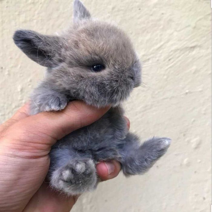 KIT Coelhos anões mini Lop(orelhudos) muito dóceis