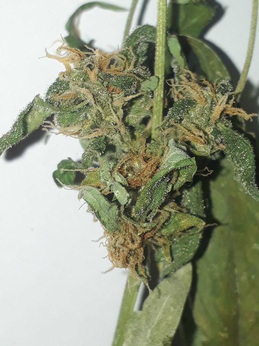 Marihuana Orange Cake 15g Susz Roślinny Konopny CBC THC CBN CBL Cannabis Flos