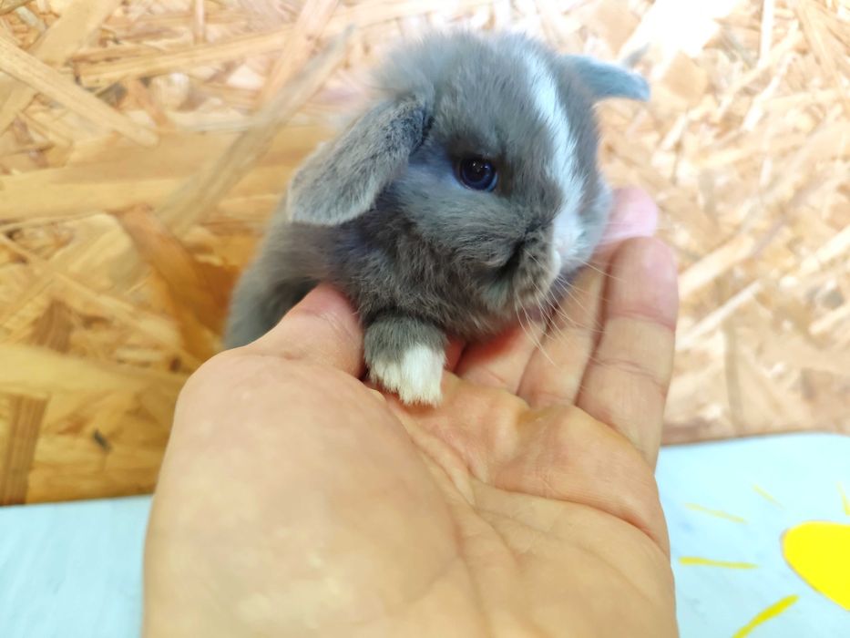 HODOWLA PIĘKNE Mini Lop Karzełek Rex królik miniaturka baranki teddy