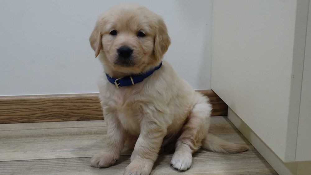 Golden retriever piękny piesek